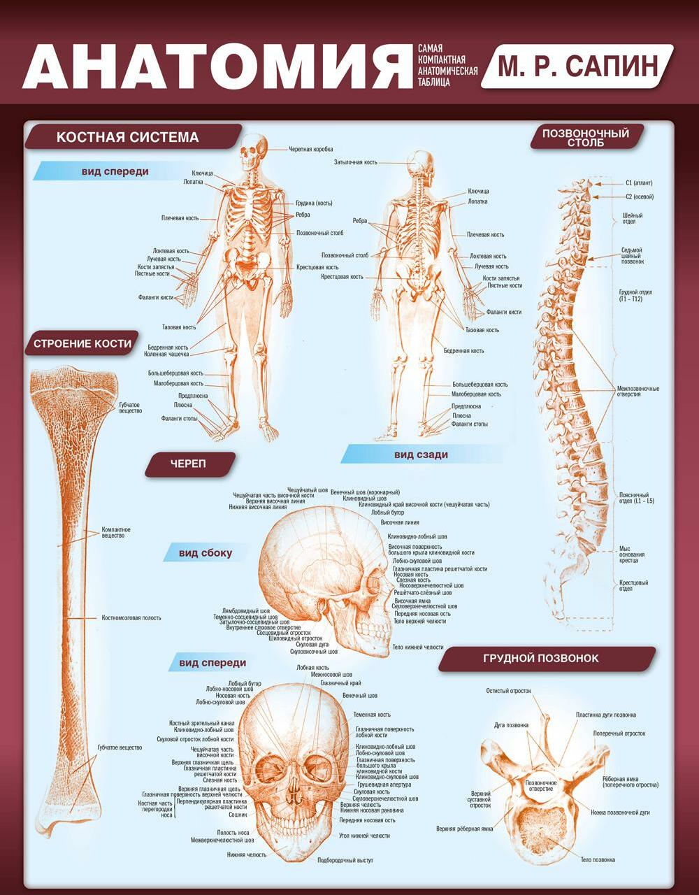 Анатомия. Самая компактная анатомическая таблица