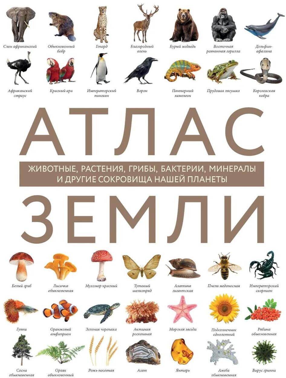 Атлас Земли. Животные, растения, грибы, бактерии, минералы и другие сокровища нашей планеты