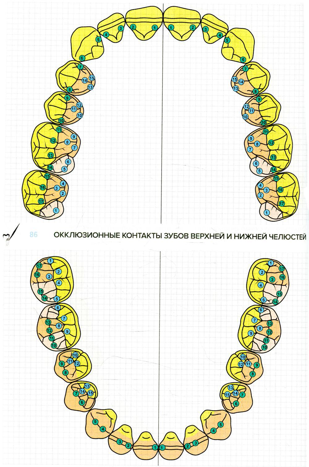 Рабочая тетрадь схематическое изображение зубов