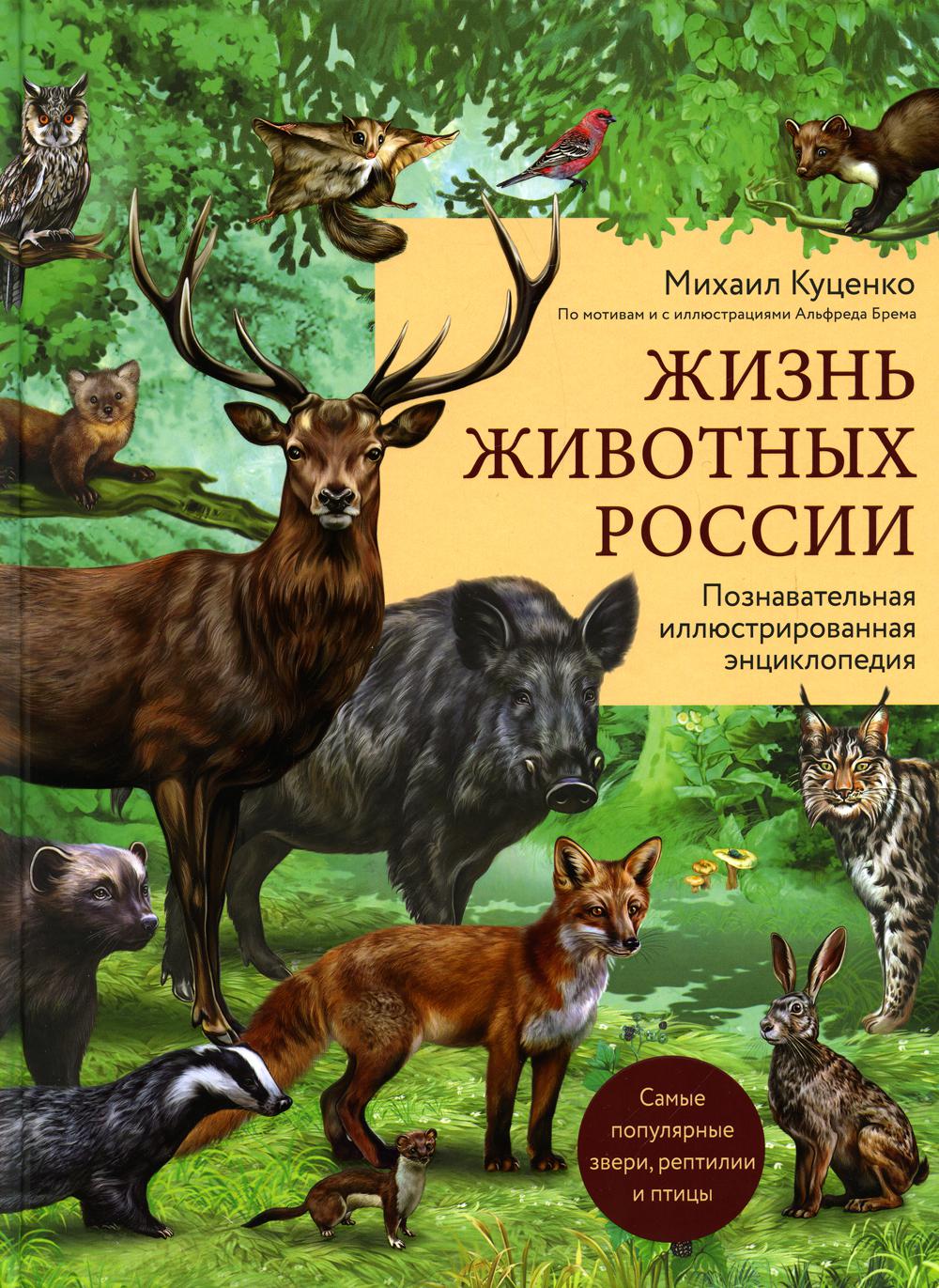 Жизнь животных России: познавательная иллюстрированная энциклопедия