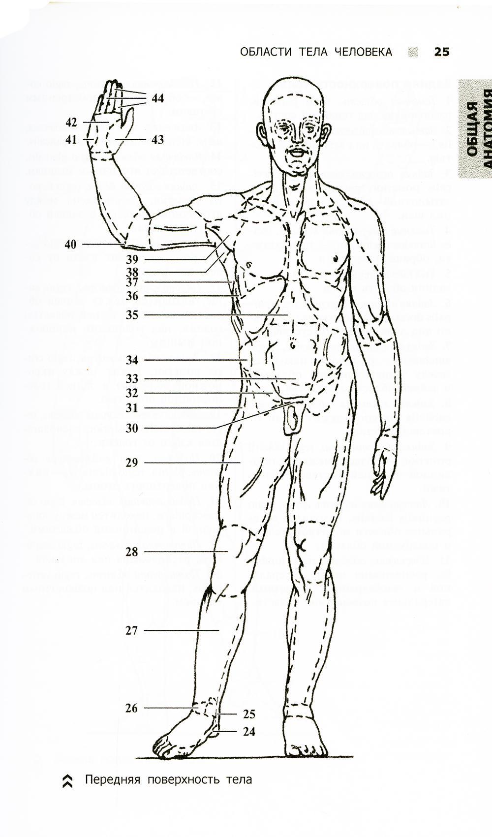 Анатомический атлас раскраска