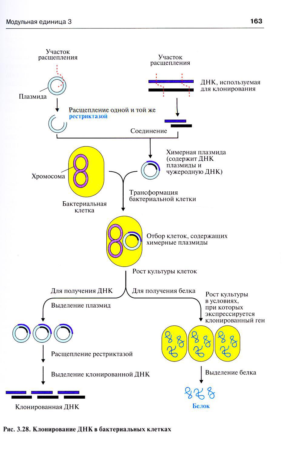 Биохимия в схемах и таблицах