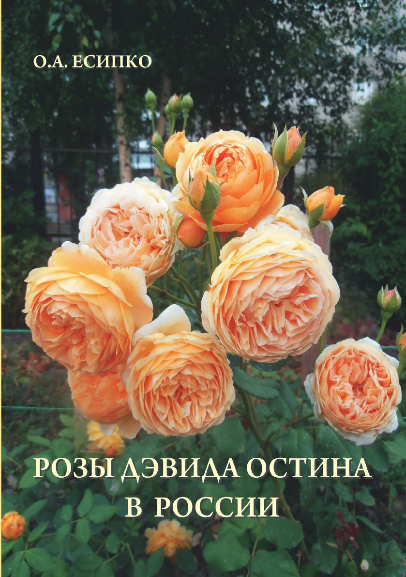 Розы Дэвида Остина в России