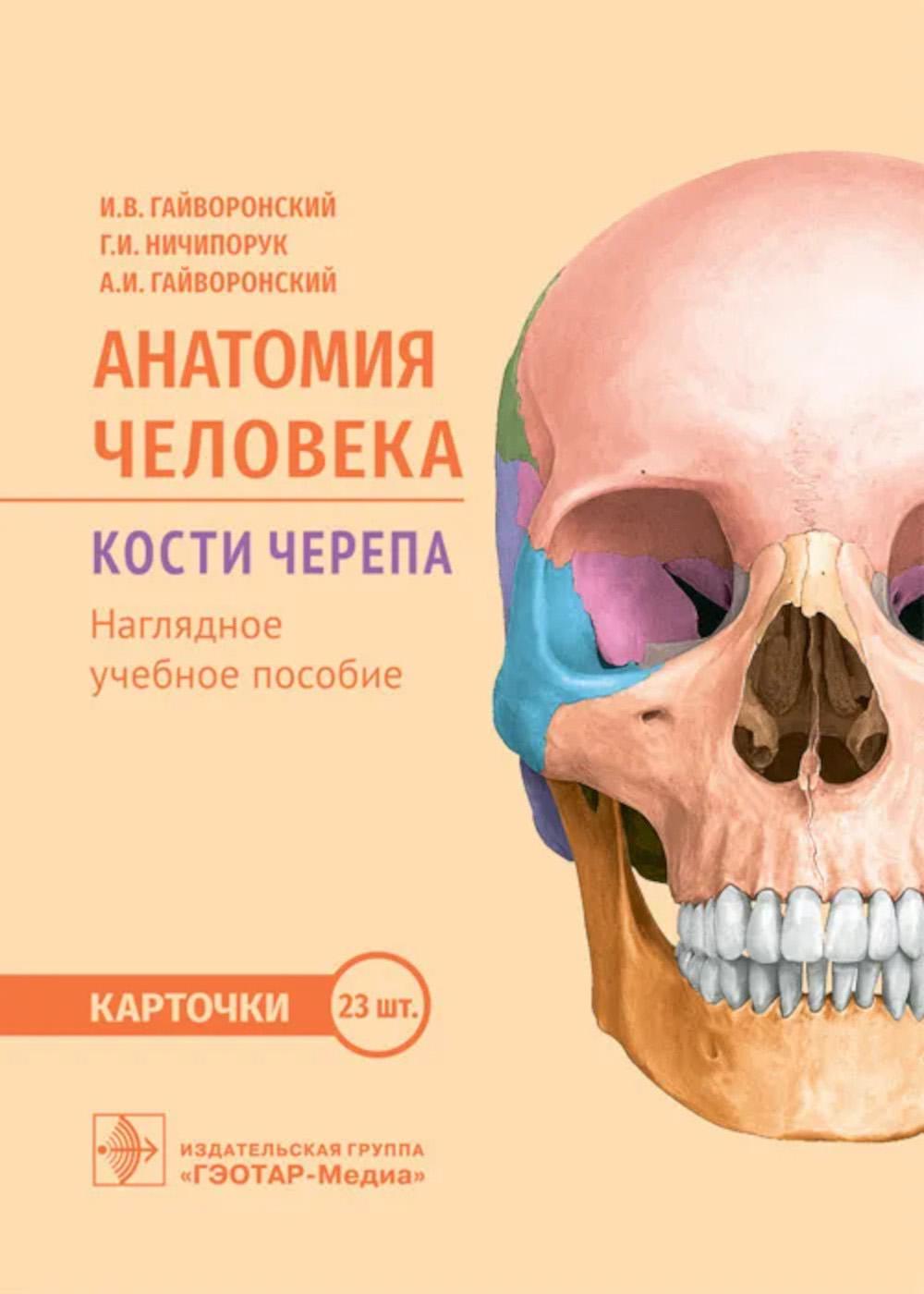 Анатомия человека. Кости черепа. Карточки + кольцо для стяжки карточек: наглядное учебное пособие