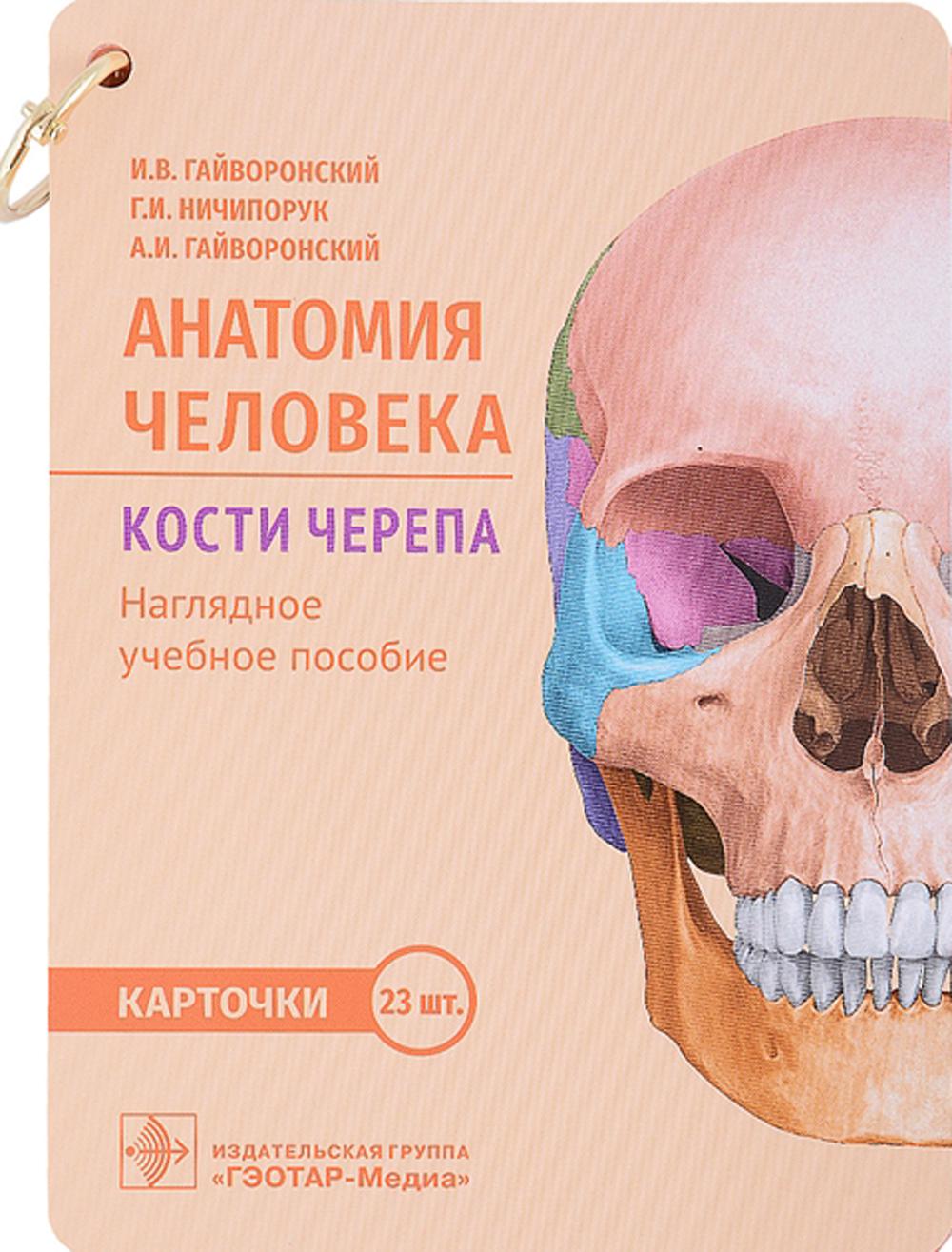 Анатомия человека. Кости черепа (карточки + кольцо для стяжки карточек)