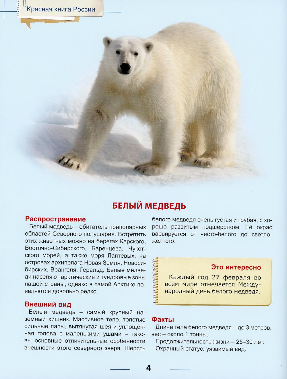 Белый медведь красная книга