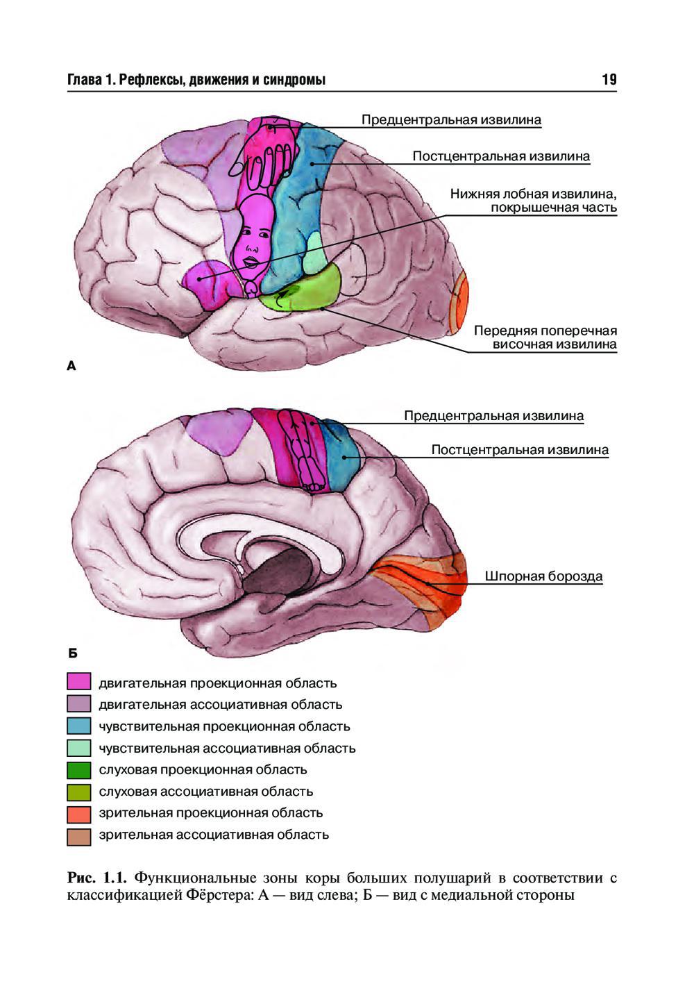 Книга «Topical diagnosis of diseases of the nervous system = Топическая  диагностика заболеваний нервной системы: Учебник на англ. и русск.яз»  (Карпов С.М., Долгова И.Н.) — купить с доставкой по Москве и России