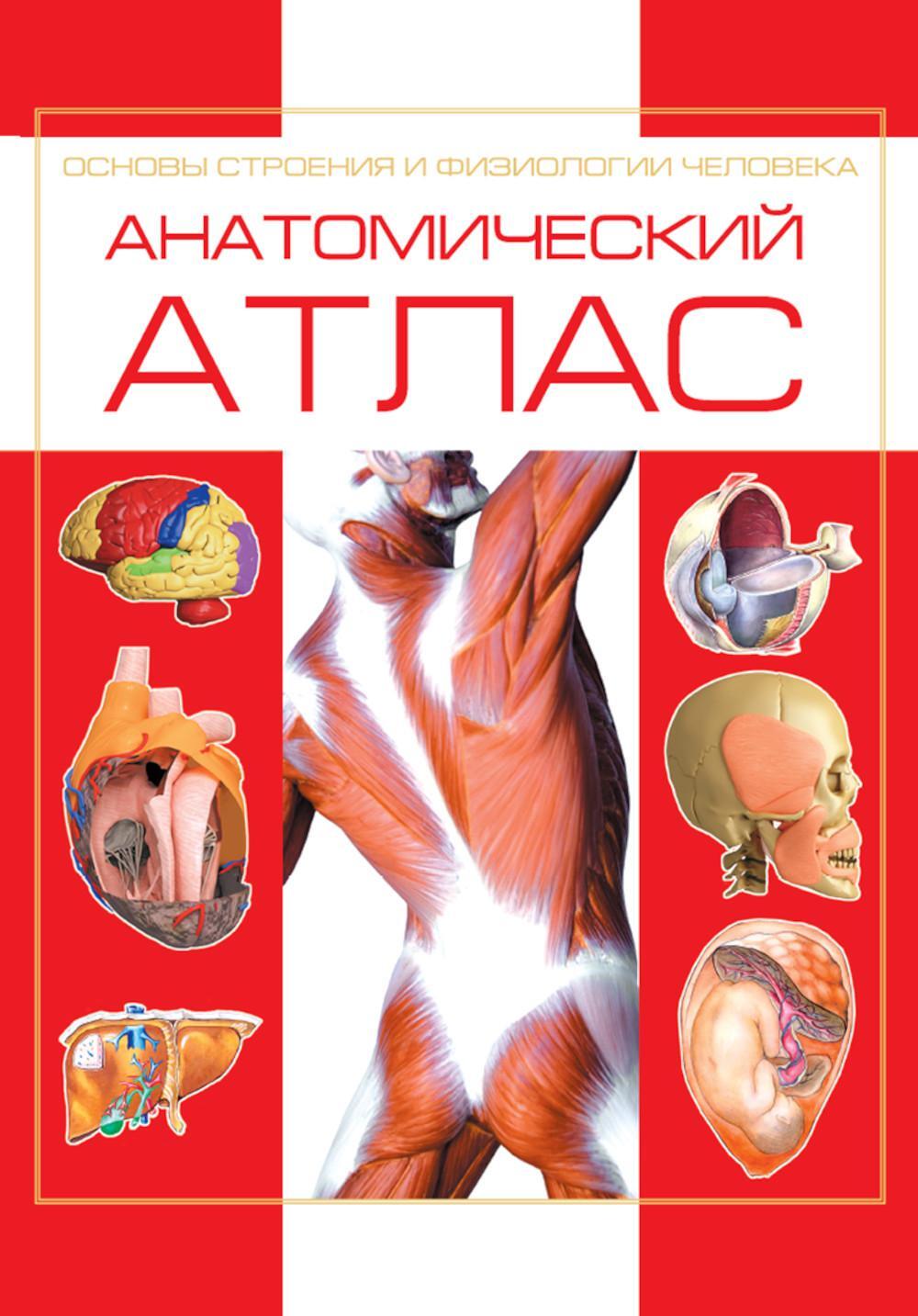 Анатомический атлас. Основы строения и физиологии человека