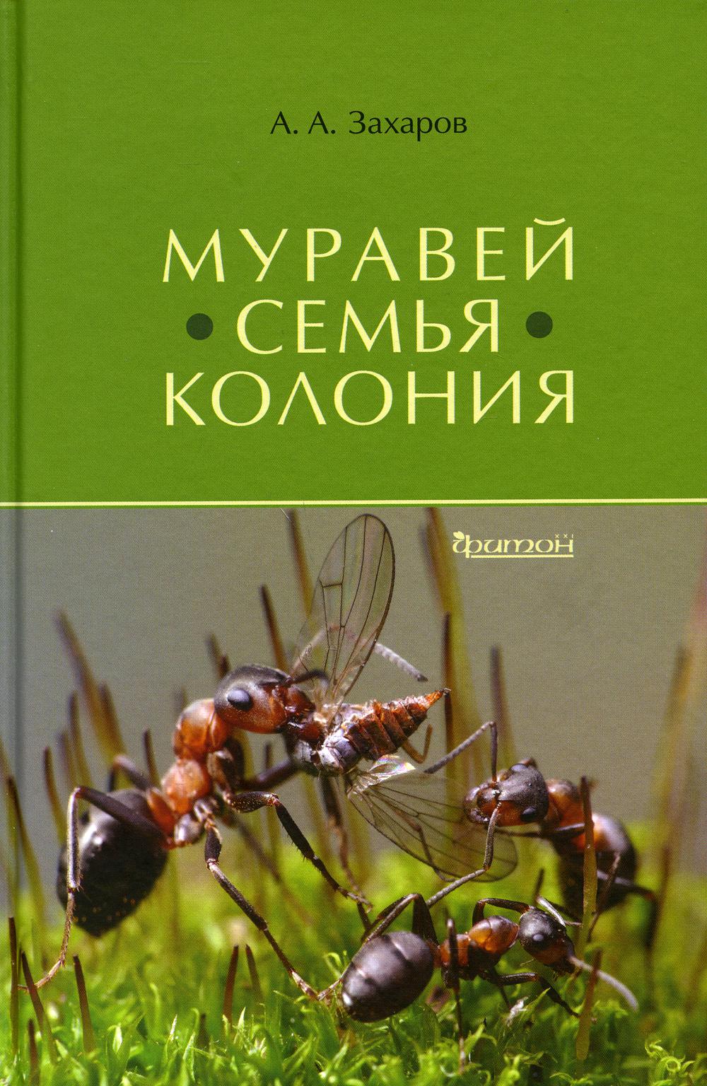 Муравей. Семья. Колония