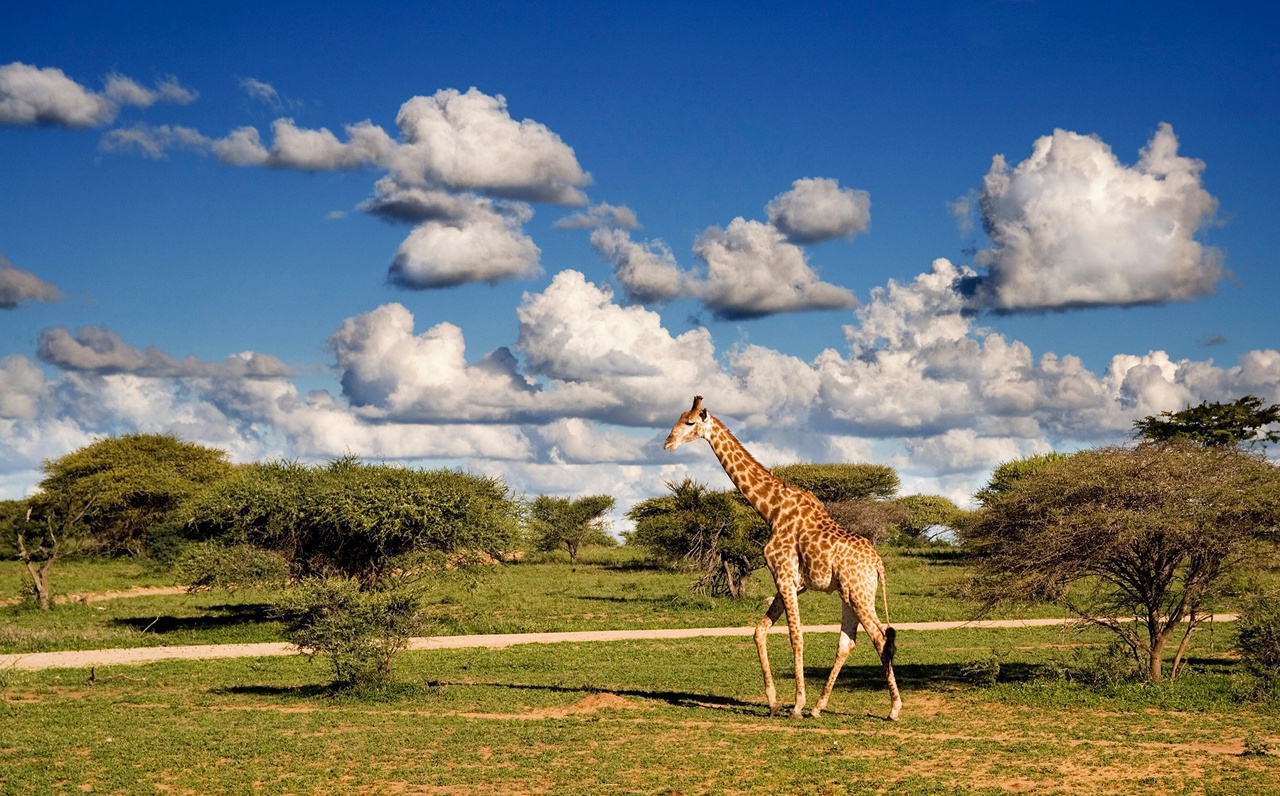 Жираф на озере Чад