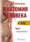 Анатомия человека: атлас: В 3 т. Т. 2. Спланхнология