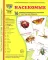 Демонстрационные картинки. Насекомые. 16 демонстрационных картинок с текстом на обороте