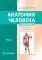 Анатомия человека: Учебник. В 2 т (комплект из 2-х книг)
