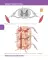 Textbook of Human Anatomy. In 3 vol. Vol. 3. Nervous system. Esthesiology: на англ.яз