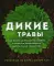 Дикие травы: как найти целебные продукты и создать собственные натуральные лекарства