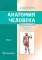 Анатомия человека: Учебник. В 2 т. Т. 1