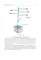 Biochemistry of the connective tissue. Biochemistry of mixed saliva: tutorial