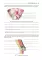 Topographic Anatomy and Operative Surgery. Workbook. In 2 parts. Part 2: на англ.яз