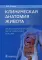 Клиническая анатомия живота. Иллюстрированный авторский цикл лекций