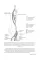 КТ-диагностика при заболеваниях артерий нижних конечностей