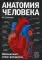 Анатомия человека: компактный атлас-раскраска