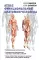 Атлас функциональной анатомии человека: Учебное пособие