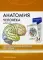 Анатомия человека: карточки. (34 шт). Центральная нервная система