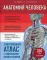 Анатомия человека. Современный атлас с подробными иллюстрациями