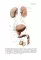 Human Anatomy: textbook. in 2 vol. Volume 2 = Анатомия человека: Учебник.  В 2 т. Т. 2 (кн. на англ. яз.)